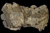 Unprepared Sauropod Dorsal Vertebra - Morrison Formation #120337-3